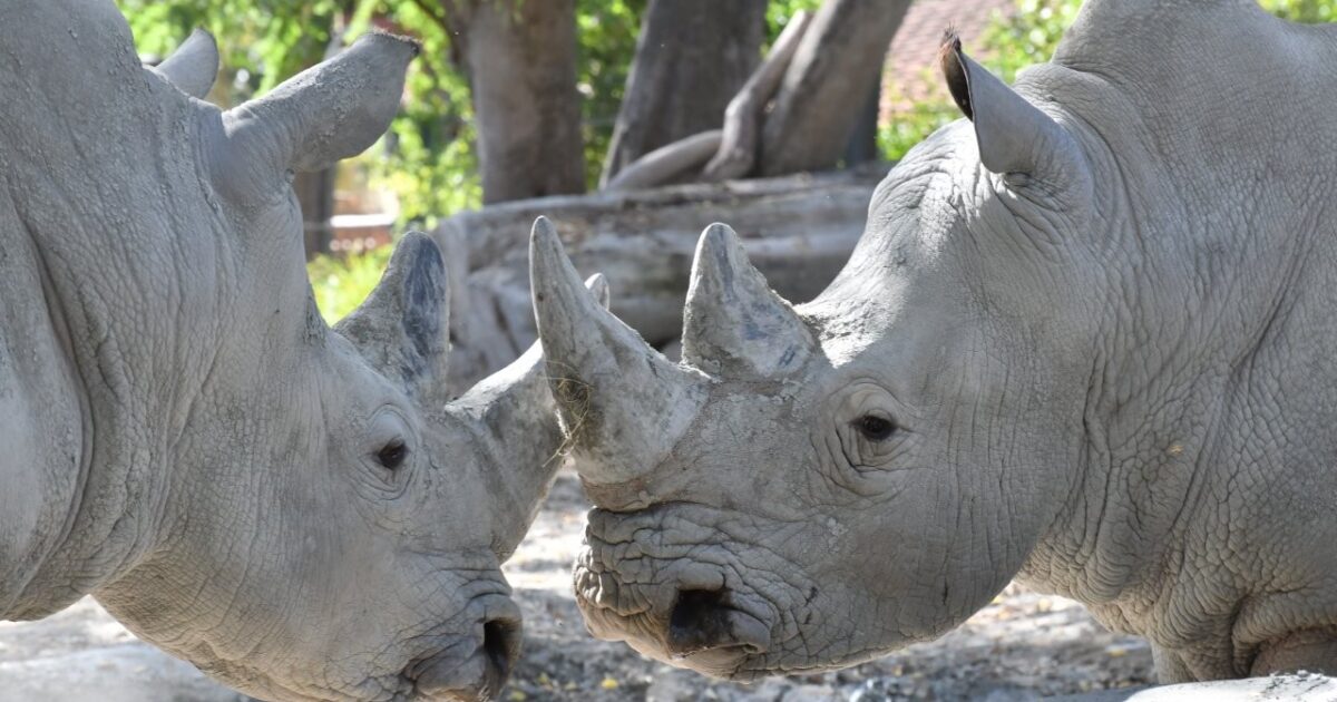 Domenica 27 settembre al Bioparco di Roma si celebra la Giornata Mondiale del Rinoceronte