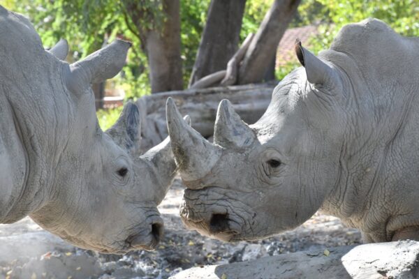 Domenica 27 settembre al Bioparco di Roma si celebra la Giornata Mondiale del Rinoceronte