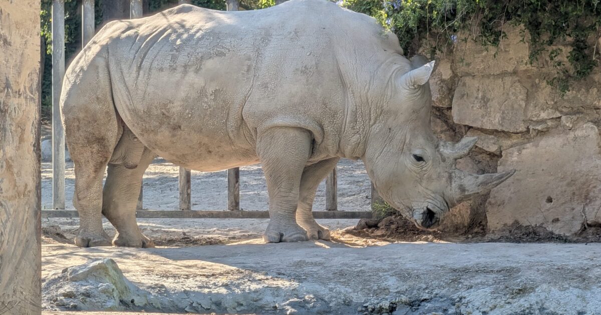 Al Bioparco di Roma celebrata la Giornata Mondiale del Rinoceronte