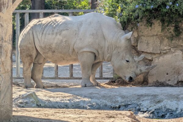 Al Bioparco di Roma celebrata la Giornata Mondiale del Rinoceronte