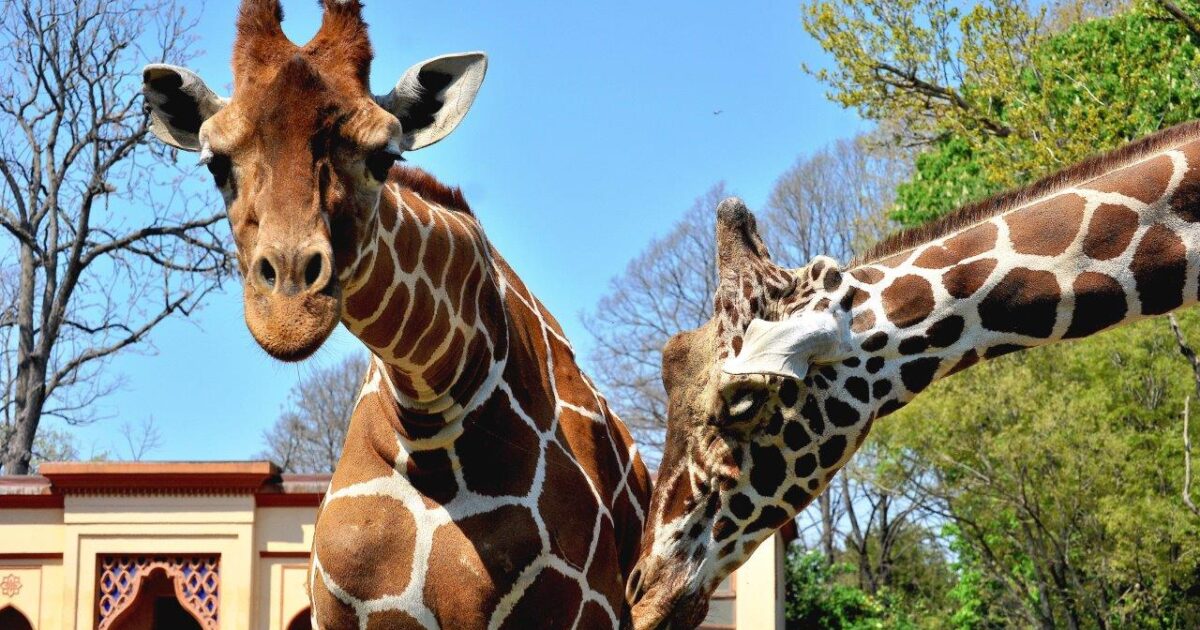 Sabato 28 novembre il convegno “Biodiversità e Salute: la sfida One Health”, una giornata di approfondimento scientifico e divulgativo dedicata alle connessioni tra biodiversità e ambiente