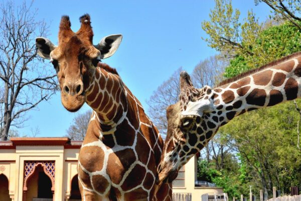 Sabato 28 novembre il convegno “Biodiversità e Salute: la sfida One Health”, una giornata di approfondimento scientifico e divulgativo dedicata alle connessioni tra biodiversità e ambiente