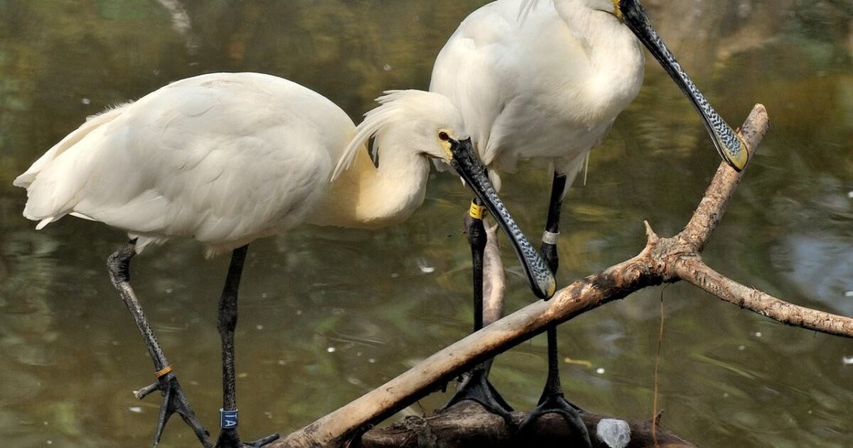 Bioparco di Roma, ottobre dedicato alle zone umide: tre appuntamenti tra scienza, natura e divulgazione