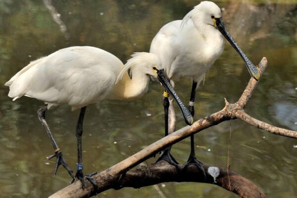 Bioparco di Roma, ottobre dedicato alle zone umide: tre appuntamenti tra scienza, natura e divulgazione